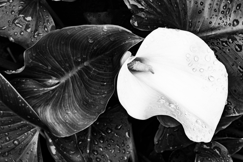 AS191 Wall décor art photographic on canvas floral single arum lily black & white